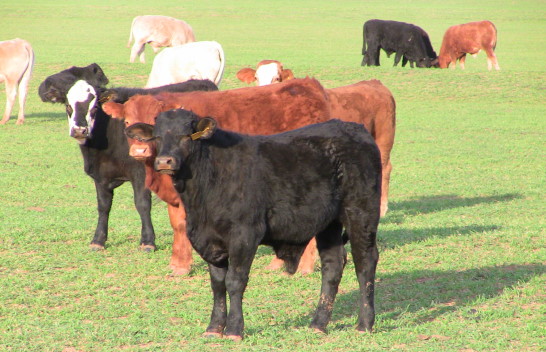 00277_cattle_on_wheat_march2009_009